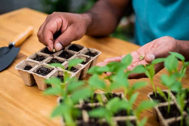 Seed Starting Supplies